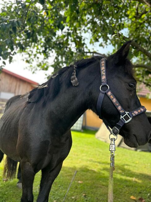 Shetland Pony, Andrea , Horses For Sale, Tainach, Image 2