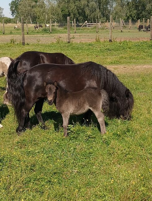 Shetland Pony - Süßes Stutfohlen, Dietmar Heinelt, Horses For Sale, Osternienburger Land