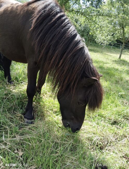 Shetlandpony Shetty Wallach, Gruber, Horses For Sale, Weissach im Tal , Image 3