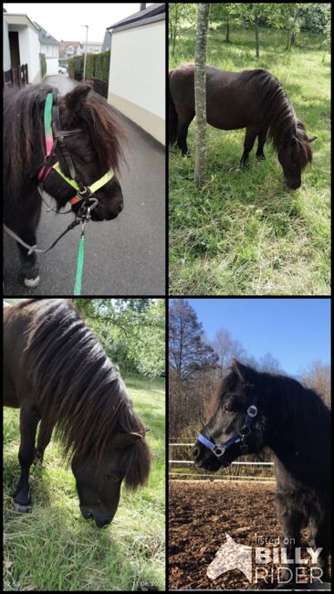 Shetlandpony Shetty Wallach, Gruber, Horses For Sale, Weissach im Tal , Image 7