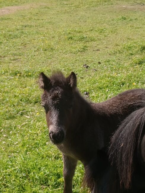 Shetland Pony - Tolles Hengst-Fohlen, Dietmar Heinelt, Horses For Sale, Osternienburger Land, Image 3