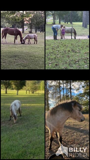Shetland pony stud, Gloria , Pferd kaufen, Lucedale , Abbildung 5