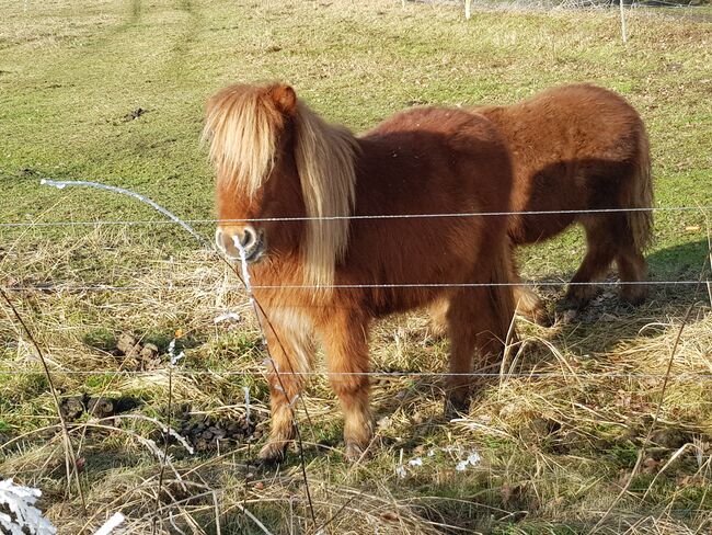 Shetland Pony Stuten mit Papieren, ZvS, Pferd kaufen, Schönwalde (Altmark), Abbildung 4