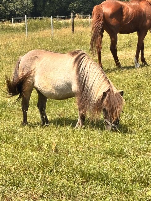 Shetland Pony sucht, Adriane Schmedemann Reitschule, Pferd kaufen, Schonstett , Abbildung 2