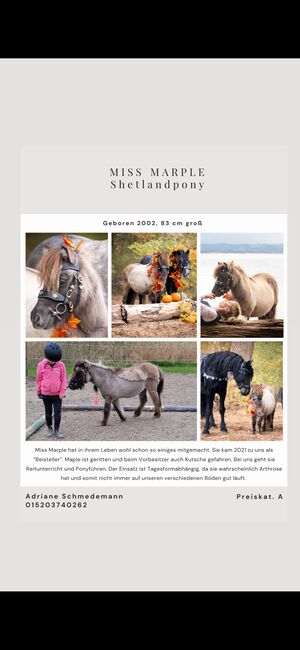 Shetland Pony sucht, Adriane Schmedemann Reitschule, Pferd kaufen, Schonstett , Abbildung 3