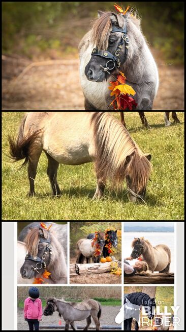 Shetland Pony sucht, Adriane Schmedemann Reitschule, Pferd kaufen, Schonstett , Abbildung 4