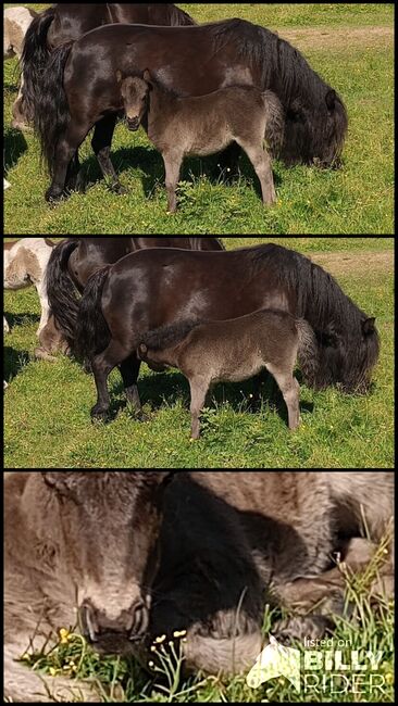 Shetland Pony - Süßes Stutfohlen, Dietmar Heinelt, Pferd kaufen, Osternienburger Land, Abbildung 4