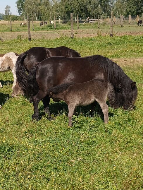 Shetland Pony - Süßes Stutfohlen, Dietmar Heinelt, Pferd kaufen, Osternienburger Land, Abbildung 2