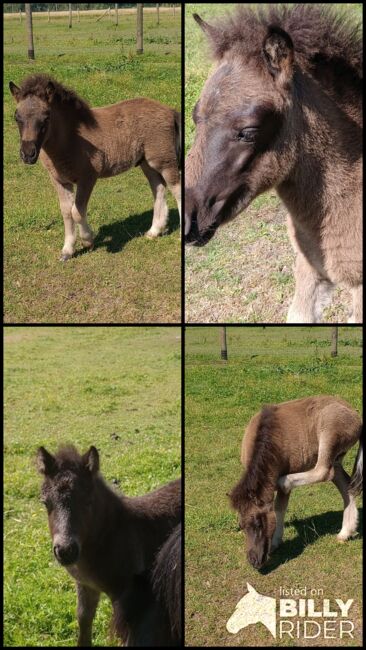 Shetland Pony - Tolles Hengst-Fohlen, Dietmar Heinelt, Pferd kaufen, Osternienburger Land, Abbildung 5