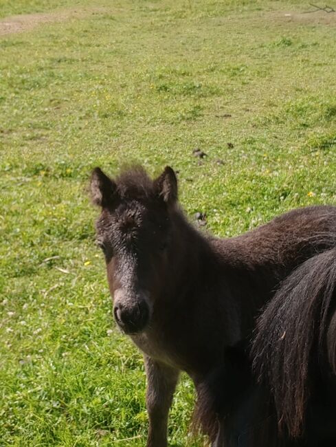 Shetland Pony - Tolles Hengst-Fohlen, Dietmar Heinelt, Pferd kaufen, Osternienburger Land, Abbildung 3