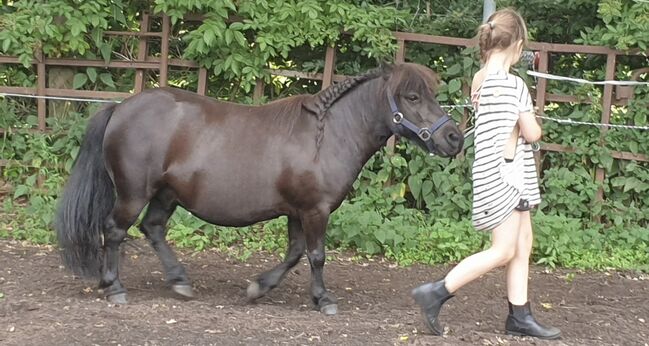 Shetland Pony Wallach Kinderpony Herzenspony sucht Bestplatz, C.M., Pferd kaufen, Schleswig , Abbildung 4