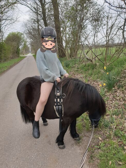 Shetland Pony Wallach Kinderpony Herzenspony sucht Bestplatz, C.M., Pferd kaufen, Schleswig , Abbildung 5