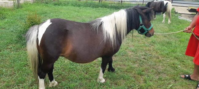 Shetlander ponys, Eric Hendrickx, Horses For Sale, Eger, Image 3