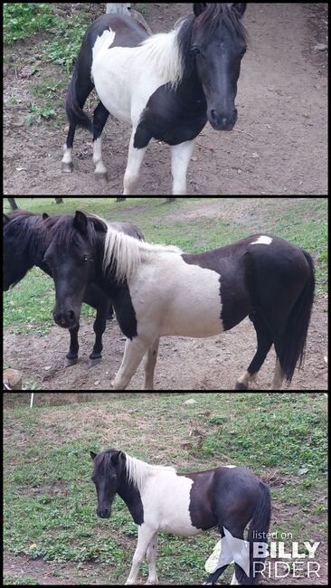 Shetlandpony, Heidemarie Ebner, Pferd kaufen, Scheifling, Abbildung 4