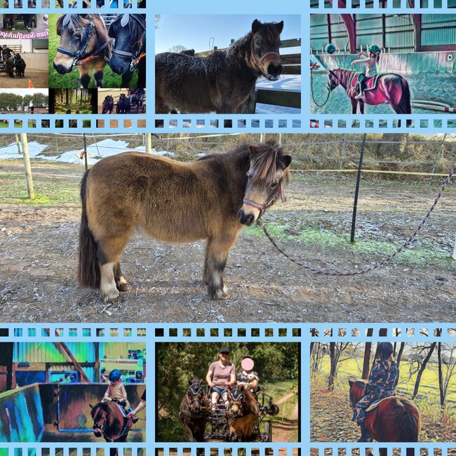 Shetlandpony, Shetty geritten und gefahren 108Stkm, Sandfuchs, Pferd kaufen, Hörup