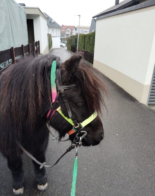 Shetlandpony Shetty Wallach, Gruber, Pferd kaufen, Weissach im Tal 