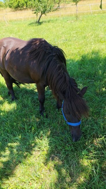 Shetlandpony Shetty Wallach, Gruber, Pferd kaufen, Weissach im Tal , Abbildung 6