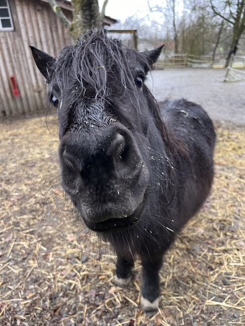 Shetlandpony Stute Shetty, Mia Nele Weiß, Horses For Sale, Leutkirch , Image 2