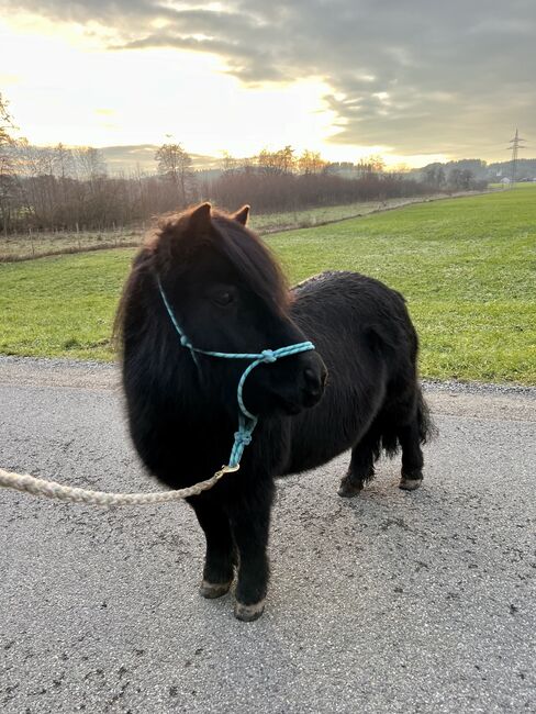 Shetlandpony Stute Shetty, Mia Nele Weiß, Horses For Sale, Leutkirch 
