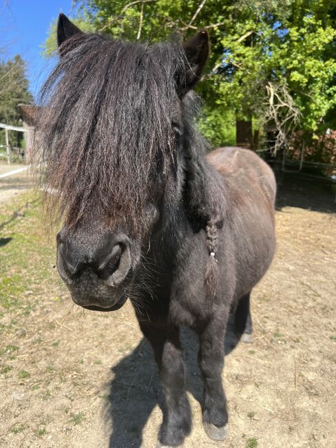 Shetlandpony Stute Shetty, Mia Nele Weiß, Horses For Sale, Leutkirch , Image 3