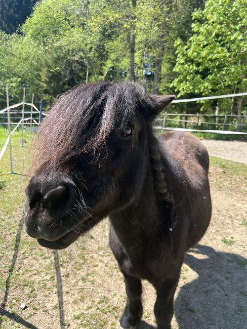 Shetlandpony Stute Shetty, Mia Nele Weiß, Horses For Sale, Leutkirch , Image 4