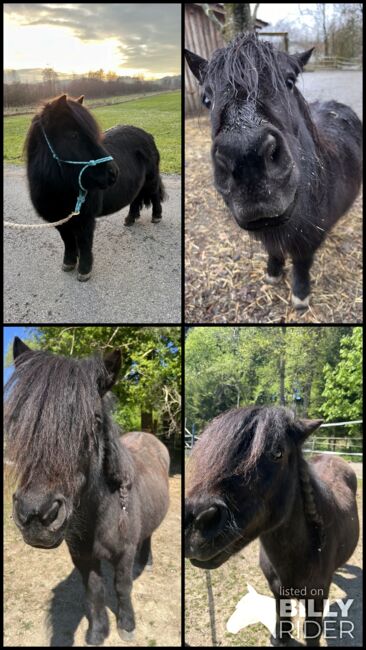 Shetlandpony Stute Shetty, Mia Nele Weiß, Horses For Sale, Leutkirch , Image 8