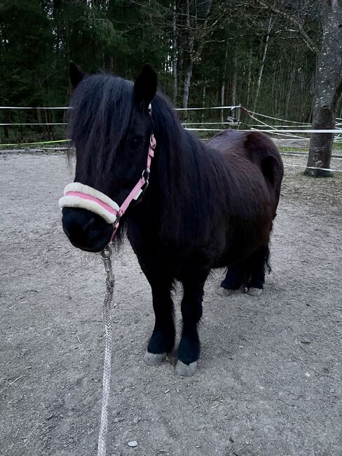 Shetlandpony Stute Shetty, Mia Nele Weiß, Horses For Sale, Leutkirch , Image 5