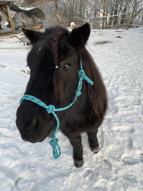 Shetlandpony Stute Shetty, Mia Nele Weiß, Horses For Sale, Leutkirch , Image 6
