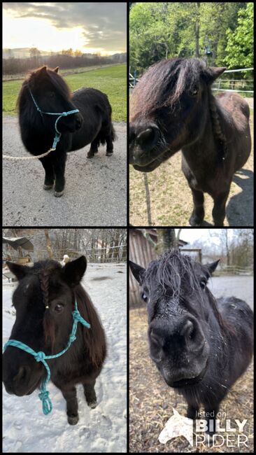 Shetlandpony Stute Shetty, Mia Nele Weiß, Pferd kaufen, Leutkirch , Abbildung 8
