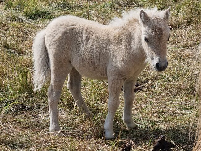 Tolle Hengstfohlen Shetlandpony in Sonderfarben, Nadine  (Shettyzucht Frechdachs ), Horses For Sale, Heringen, Image 15