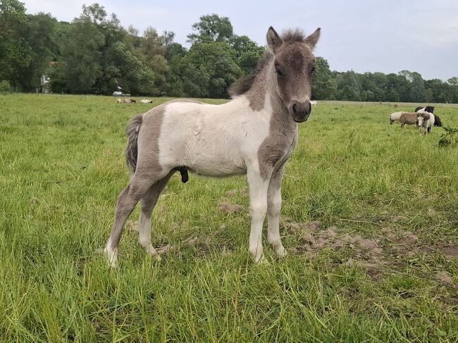 Tolle Hengstfohlen Shetlandpony in Sonderfarben, Nadine  (Shettyzucht Frechdachs ), Horses For Sale, Heringen, Image 19