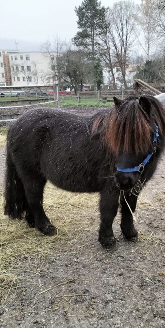 Shetlandpony Shetty Wallach, Gruber, Horses For Sale, Weissach im Tal , Image 5