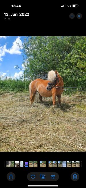 Shetland Pony sucht, Adriane Schmedemann Reitschule, Horses For Sale, Schonstett , Image 4