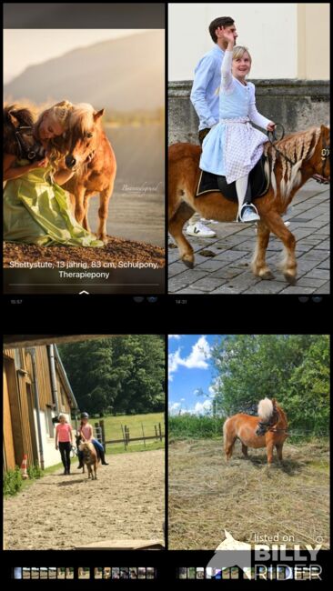 Shetland Pony sucht, Adriane Schmedemann Reitschule, Horses For Sale, Schonstett , Image 7