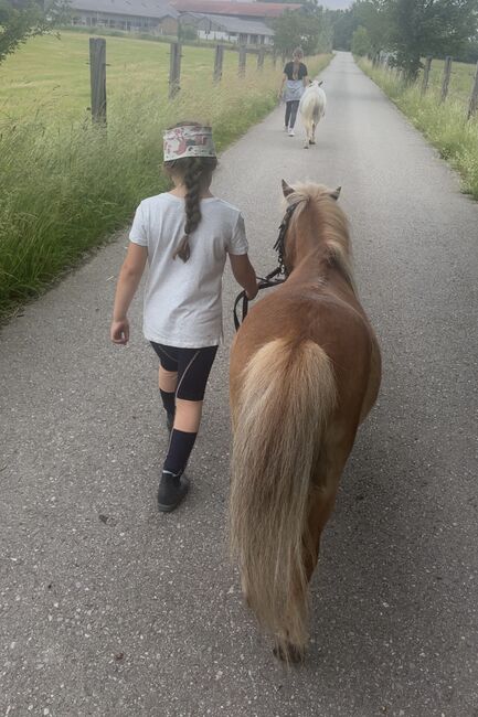 Shetland Pony sucht, Adriane Schmedemann Reitschule, Horses For Sale, Schonstett , Image 3