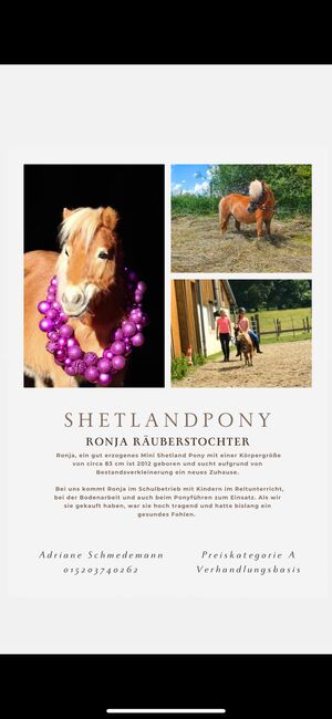 Shetland Pony sucht, Adriane Schmedemann Reitschule, Horses For Sale, Schonstett , Image 2