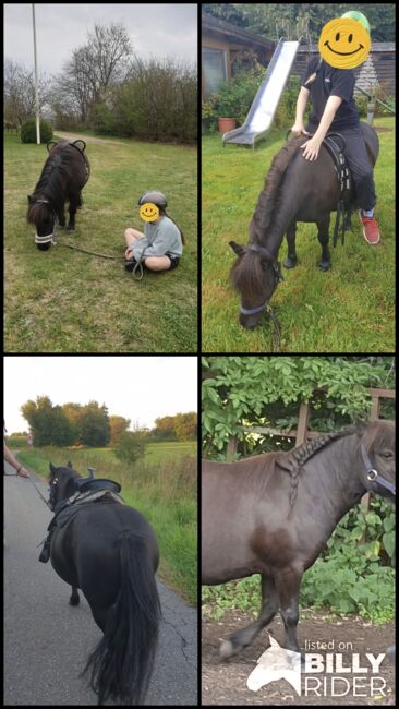 Shetland Pony Wallach Kinderpony Herzenspony sucht Bestplatz, C.M., Horses For Sale, Schleswig , Image 8