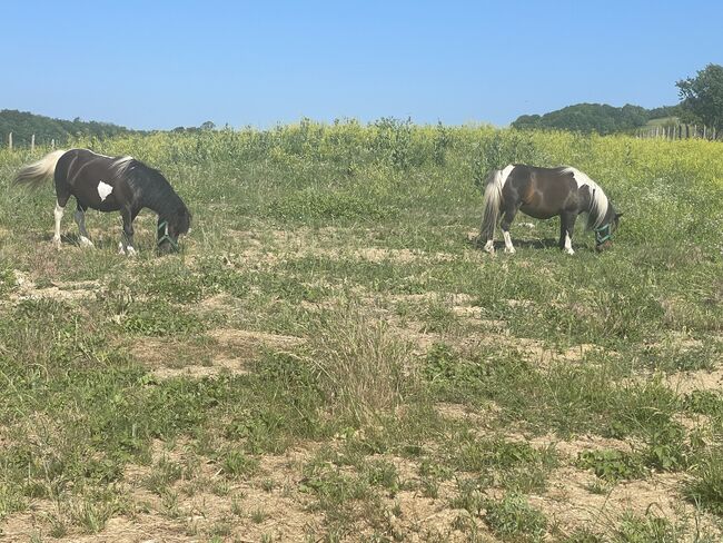 Shetlander ponys, Eric Hendrickx, Horses For Sale, Eger, Image 4