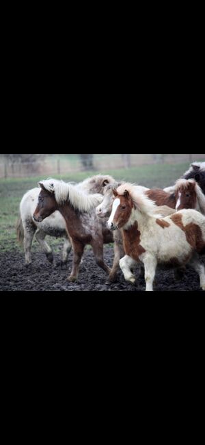 Partbred Shetlandponys suchen neues Zuhause, Imke Müller, Horses For Sale, Wuster Nordseeküste, Image 21