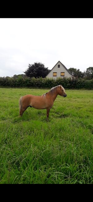 Partbred Shetlandponys suchen neues Zuhause, Imke Müller, Horses For Sale, Wuster Nordseeküste, Image 3