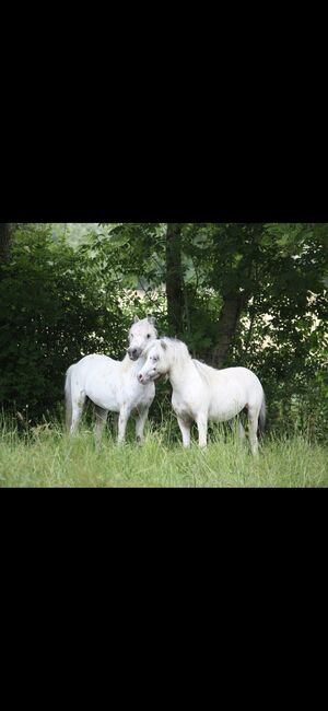 Partbred Shetlandponys suchen neues Zuhause, Imke Müller, Horses For Sale, Wuster Nordseeküste, Image 15