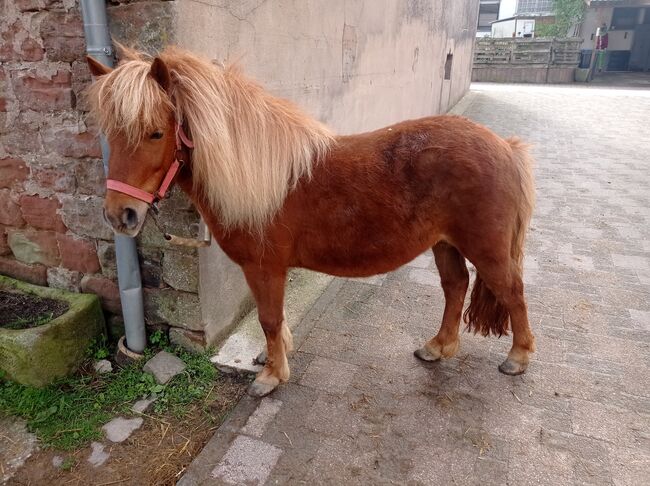 Shettystute zu verkaufen, Bianca Fath , Horses For Sale, Höheischweiler 