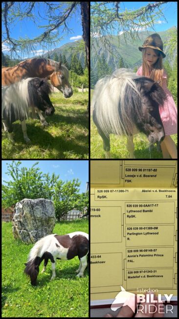 Shettlandpony, Anna Mayr, Horses For Sale, St.Michael, Image 8
