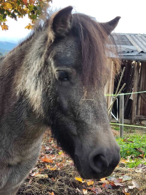 Shettland Pony Shirin (Lola), Ernst, Pferd kaufen, St.Stefan