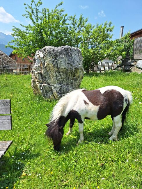Shettlandpony, Anna Mayr, Pferd kaufen, St.Michael, Abbildung 2