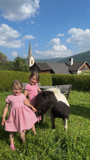 Shettlandpony, Anna Mayr, Pferd kaufen, St.Michael, Abbildung 5