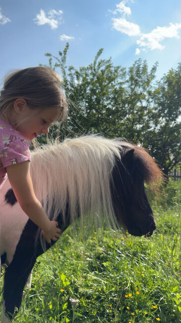 Shettlandpony, Anna Mayr, Pferd kaufen, St.Michael, Abbildung 4