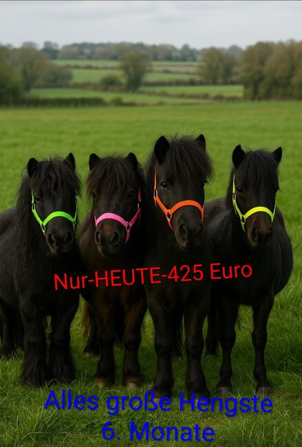 Shetty 30 Stück ab 425, Manuel, Pferd kaufen, Andervenne 