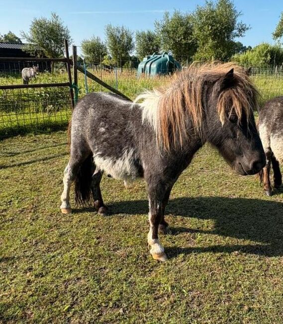 Shetty Blauschimmel, Manuel , Horses For Sale, Andervenne, Image 4