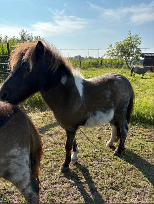 Shetty Blauschimmel, Manuel , Horses For Sale, Andervenne, Image 5